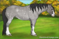 Horse Color:Grullo Roan Sabino 