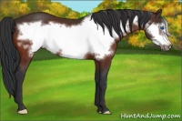 Horse Color:Bay Frame 