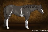 Horse Color:White Spotted Smoky Black