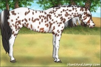 Horse Color:Bay Roan Tobiano Appaloosa 