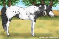 Horse Color:Blue Roan Splash Tobiano Frame Appaloosa 