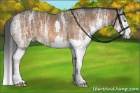 Horse Color:Bay Ice Splash 