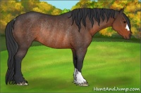 Horse Color:Brown Rabicano 