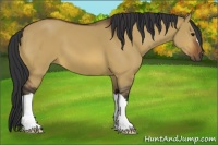 Horse Color:Bay Dun