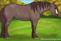 Horse Color:Chocolate Grullo 