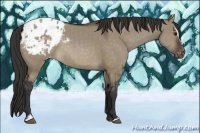 Horse Color:Brown Dun Sabino Appaloosa 