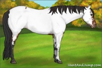 Horse Color:Brown Appaloosa 