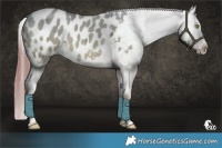 Horse Color:Amber Champagne Ice Dun Blanket 