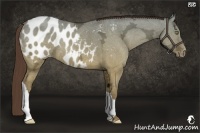 Horse Color:Amber Champagne Ice Dun Appaloosa 