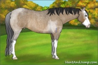 Horse Color:Brown Roan Dun Splash Rabicano
