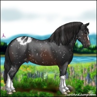 Horse Color:Brown Appaloosa 