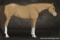 Horse Color:Classic Champagne 