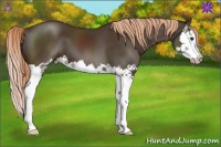 Horse Color:Liver Chestnut Splash 