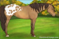 Horse Color:Sable Champagne Appaloosa Rabicano 