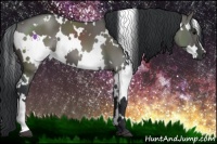 Horse Color:White Spotted Grullo 