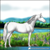 Horse Color:White Spotted Silver Grullo Onyx Splash Appaloosa