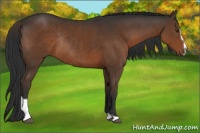 Horse Color:Liver Chestnut Sabino Rabicano 