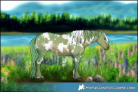 Horse Color:Watercolor White Spotted Liver Red Dun 