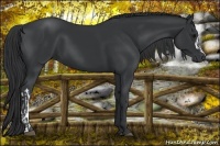 Horse Color:Black and Black