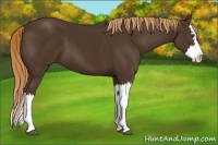 Horse Color:Liver Chestnut Splash 