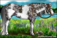 Horse Color:White Spotted Midnight Bay Ice Dun Splash Frame 