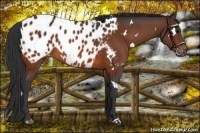 Horse Color:White Spotted Brown Appaloosa 