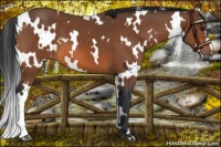 Horse Color:White Spotted Bay 