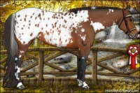 Horse Color:White Spotted Bay Appaloosa