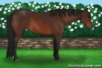 Horse Color:Gray Bay 