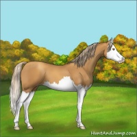 Horse Color:Gold Champagne Splash 