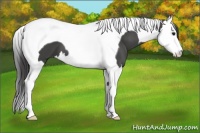 Horse Color:Smoky Black Splash Tobiano
