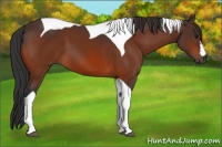 Horse Color:Bay Tobiano 