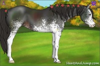 Horse Color:White Spotted Liver Chestnut 