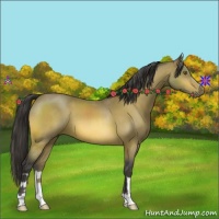 Horse Color:Buckskin 