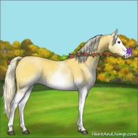 Horse Color:White Spotted Palomino
