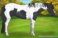 Horse Color:Black Tobiano 
