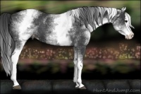 Horse Color:White Spotted Black Splash Appaloosa