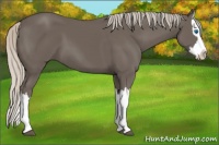 Horse Color:Silver Black Splash