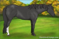 Horse Color:Smoky Black 