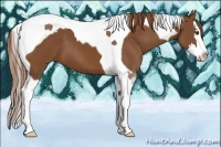 Horse Color:Chestnut Splash Tobiano
