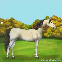 Horse Color:Buckskin Ice 