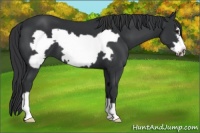 Horse Color:Black Frame 