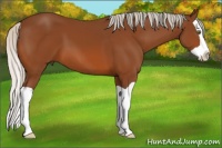 Horse Color:Silver Bay Splash 