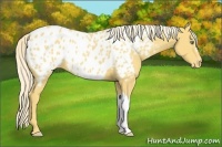 Horse Color:Gold Cream Champagne Appaloosa