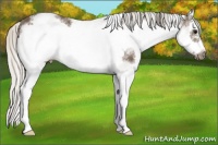 Horse Color:White Spotted Silver Black Splash Frame 