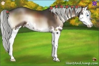 Horse Color:Liver Red Onyx Splash 