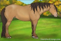 Horse Color:Amber Champagne 