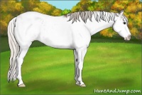 Horse Color:Silver Brown Sabino Rabicano 
