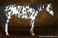 Horse Color:Liver Chestnut Near Leopard 