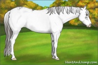 Horse Color:Liver Chestnut Sabino Appaloosa